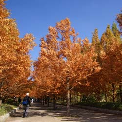 Métaséquoia / Metasequoia glyptostroboides